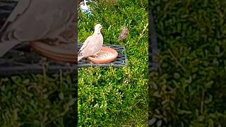 A dove eats with a sparrow garden sparrow dove [upl. by Schug302]