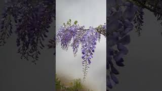 Wisteria Bonsai flowers gardening plants [upl. by Aicirtel33]