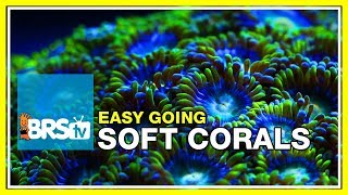 Week 35 SOFT CORALS Selection care and placement  52 Weeks of Reefing [upl. by Ytteb]