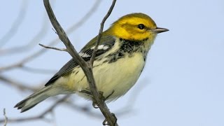 Spring Birding at Magee Marsh [upl. by Olympium]