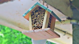 How to Get Rid of Carpenter Bees [upl. by Ambrosine]