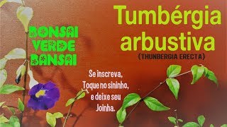 CERCA VIVA TUMBÉRGIAARBUSTIVA Thunbergia erecta [upl. by Kadner538]