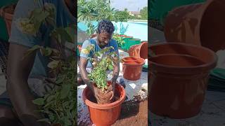 Gardening Free Course Start பண்ணலாமா  Terrace Garden Tamil  Gardening Tips Tamil [upl. by Htiekel]