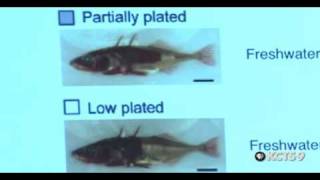 Evolution of Stickleback Fish in Lake Washington Part 1 of 2  SCIENCE CAFE [upl. by Youngman603]