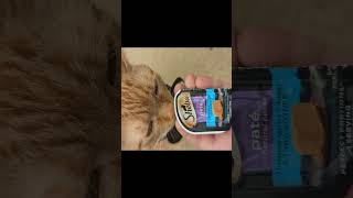 Expert Review Sheba Cat Pate  Good or Bad [upl. by Ahsilam]