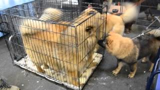 Exposition canine Bordeaux 2015 Eurasier [upl. by Siryt]