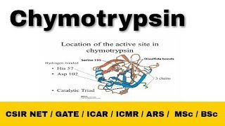 Chymotrypsin enzyme  Mechanism Catalytic Triad CSIR NET Life Science  Gate Life Science  Hindi [upl. by Maleki]