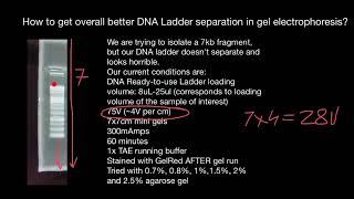 How to achieve good separation of leader bands in gel electrophoresis [upl. by Teahan]