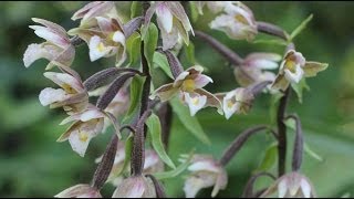 Epipactis palustris  SumpfStendelwurz Marsh Helleborine [upl. by Gide]