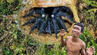 Primitive Technology  Finding the Malaysian trapdoor spider  Catch n Cook on a rock [upl. by Anyrak]