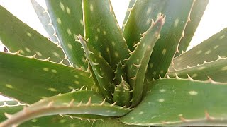 Aloe dientes de cocodrilo Sábila Cuidados básicos [upl. by Johiah]