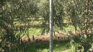 Raccolta meccanica olive con Vendemmiatrice [upl. by Zennas]