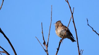 Woodlark Singing 4K [upl. by Esekram354]