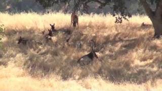 Avenales ranch Elk Hunt [upl. by Gregor]