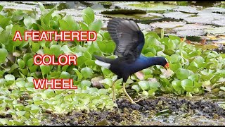 Purple Gallinules NARRATED [upl. by Amehsat]