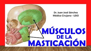 🥇 MÚSCULOS MASTICATORIOS Fácil Rápidos y Sencillos [upl. by Athalee]