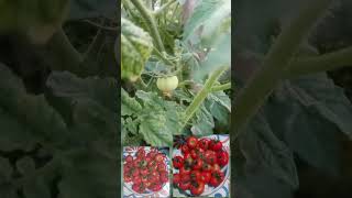 ছাদ বাগানের টমেটোর বাম্পার ফলন 🍅 youtubeshorts tomato roofgardening gerden viralvideo [upl. by Gabbey613]