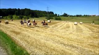 Mit den Pferden im Galopp übers Stoppelfeld reiten [upl. by Celik]