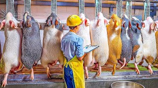 Guinea Pig Farm How Farmer Raised Millions Guinea Pig For Meat Guinea Pig Processing in Factory [upl. by Eidak243]