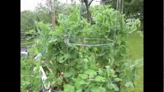 TRG 2012 How to Grow Peas in Containers Planting to Picking [upl. by Adnilem385]