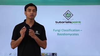 Class 11th – Fungi Classification – Basidiomycetes  Biological Classification  Tutorials Point [upl. by Yalahs602]