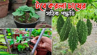 টবে করলা  উচ্ছে চাষের সঠিক পদ্ধতি  করলা চাষ পদ্ধতি  Karala chas  biswa bangla krishi [upl. by Anegal]