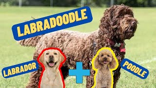 Everything About LabraDoodle  Is Labradoodle Good For you [upl. by Laeno]