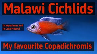 Malawi cichlids Copadichromis in aquariums and i Lake Malawi [upl. by Joleen]