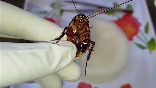 Dissection of Cockroach  Periplaneta americana  Zoology Practical [upl. by Juliano555]