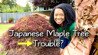 Dry Japanese Maple Tree Care  Maintenance [upl. by Even]