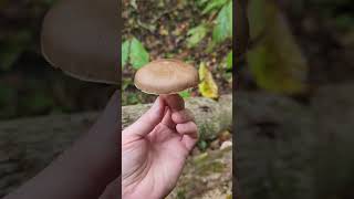 Deer mushroom Pluteus cervinus or related mushroom southern Illinois [upl. by Nivlem]