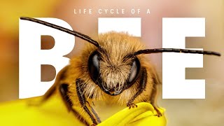 The Life Cycle of a Bee [upl. by Joacima172]