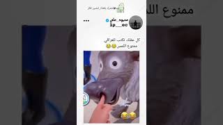 ستوريات انستا تسجيل دخول 🐆 رقص شباب وبنات ردح 🔥 ستوريات قصف جبهات فخم بدون حقوق 🐸 [upl. by Krystyna]