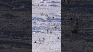 아델리펭귄들 Adelie penguins [upl. by Elnukeda786]