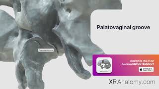 Palatovaginal groove of sphenoid bone [upl. by Newell]