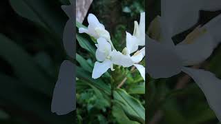 ম্যারিপোসা 💃🦋 garden flowers plant lily mariposa youtubeshorts gardenplants [upl. by Hamlani]