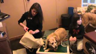 Calgary Vet Shows How to Make a Supportive Sling for Pets Hind Legs [upl. by Levine]