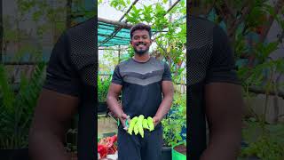 மாடித்தோட்டத்தில் ஒரு மகத்தான அறுவடை  maadithottam home terracegarden kitchen gardening [upl. by Mintun]