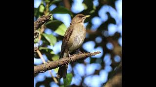 ZORZAL CHALCHALERO  CANTO birds faunaargentina wildlife aves pajaros naturaleza wildlife [upl. by Jevon466]