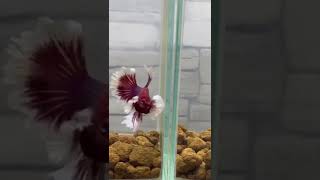 Betta fish tank setup [upl. by Audly]