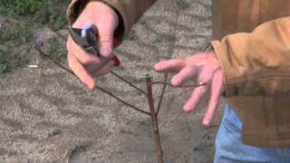 Pruning a Young Peach Tree [upl. by Tinaret]