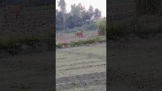 Nilgai attack farm shortvideo viral [upl. by Sidnal]