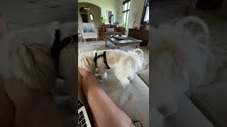 FartDetective LexiThe Canine Connoisseur of Flatulence Petshorts DogLife funny dogvideos [upl. by Skyler]