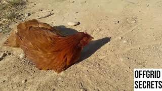 How To Hypnotize A Chicken Without Harming It [upl. by Romain]