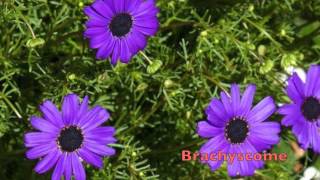 Brachyscome by GardenersHQ [upl. by Seavey]