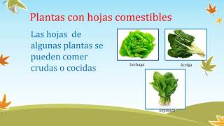 Primero Básico partes comestibles de las plantas [upl. by Kareem]