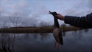 chasse aux canards bécasses pigeons plus grosse surprise [upl. by Kato]