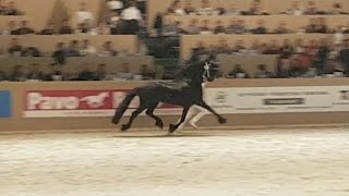 Hette 481 Hengstenkeuring 2017 Faderpaard Friesian horse [upl. by Hugh]