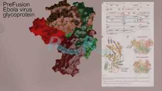 Ebola virus glycoprotein  3D animation of 3CSY [upl. by Nomyar]