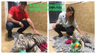 A Day at Zoological Wildlife Foundation with Exotic Animals MiamiFL [upl. by Falk997]